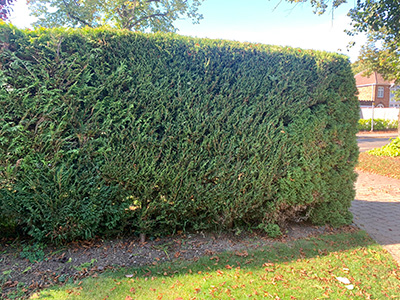 Reverse of front hedge trimmed by Guy Johnson of Bucks Fizz Business Networking