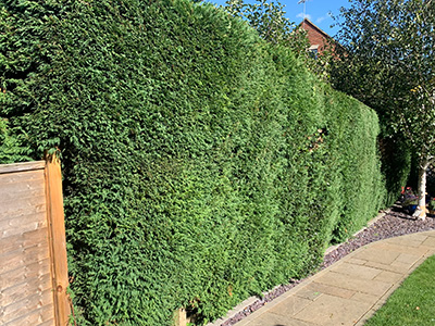 Back hedge trimmed by Guy Johnson of Bucks Fizz Business Networking