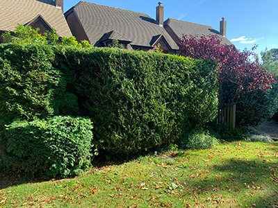 Outside of front hedge trimmed by Guy Johnson of Bucks Fizz Business Networking